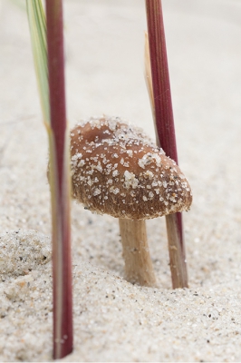 Nature picture: Psathyrella ammophila / Duin franjehoed / Dune brittlestem Nature picture: Psathyrella ammophila / Duin franjehoed / Dune brittlestem
