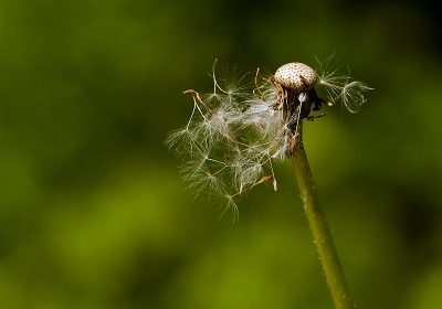 Vanmorgen zag ik deze uitgebloeide paardenbloem. Ik vond het licht er mooi op vallen en ook hoe de pluisjes nog aan elkaar zitten. 

Gr sam