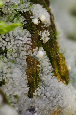 Nature picture: Ceratiomyxa fruticulosa / Gewoon ijsvingertje / Coral Slime Nature picture: Ceratiomyxa fruticulosa / Gewoon ijsvingertje / Coral Slime