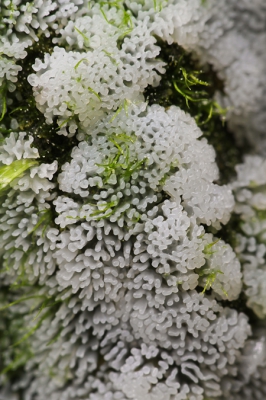 Nature picture: Ceratiomyxa fruticulosa / Gewoon ijsvingertje / Coral Slime