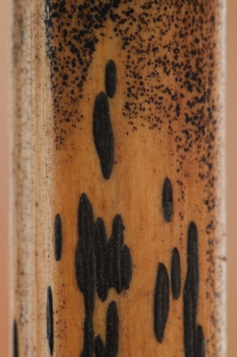 Nature picture: Rhopographus filicinus / Adelaarsvarenstreepzwam / Bracken Map