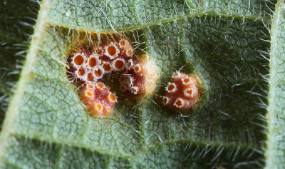 Nature picture: Puccinia caricina / Brandnetelroest / - Nature picture: Puccinia caricina / Brandnetelroest / -