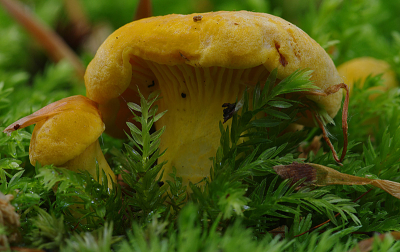 Nature picture: Cantharellus cibarius / Cantharel / Chantarelle