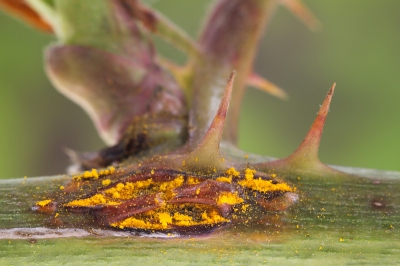 Nature picture: Phragmidium violaceum / Veelcellige braamroest / Violet Bramble Rust
