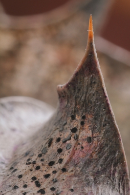 Nature picture: Trochila ilicina / Hulstdekselbekertje / Holly Speckle