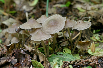 Nature picture: Mycena abramsii / Voorjaarsmycena / - Nature picture: Mycena abramsii / Voorjaarsmycena / -