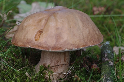 Nature picture: Boletus reticulatus / Vroeg eekhoorntjesbrood / Summer Bolete Nature picture: Boletus reticulatus / Vroeg eekhoorntjesbrood / Summer Bolete