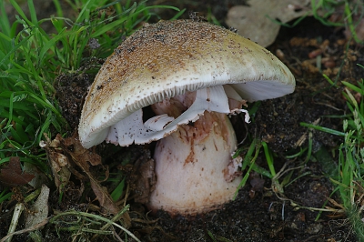 Nature picture: Amanita rubescens / Parelamaniet / The Blusher