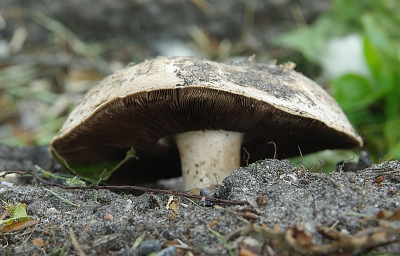 Nature picture: Agaricus bitorquis / Straatchampignon / Pavement mushroom Nature picture: Agaricus bitorquis / Straatchampignon / Pavement mushroom