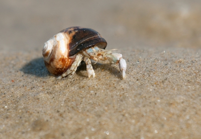 Sinds ik het eerste heremietkreeftje zag, speur ik elk jaar het strand af op deze fascinerende beestjes.
Is de schelp een stompe alikruik of is het een andere schelp?