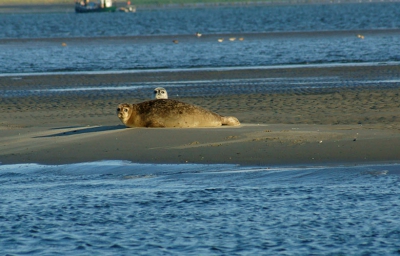 gister zeehonden tocht gemaakt bij den oever,prachtig weer,en ik genoot van de zeehonden en vele vogels!