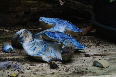 Ik heb me weer heerlijk kunnen ergeren aan de vele loslopende honden die de mosheuvels vernielen (net als de kinderen overigens) en de paddestoelen omver lopen. Deze viel om bij aanraken.