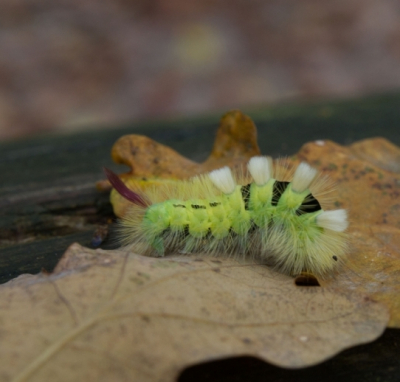 De rups liep over de grond tussen eikenblad  en was waarschijnlijk op zoek naar een boom ?