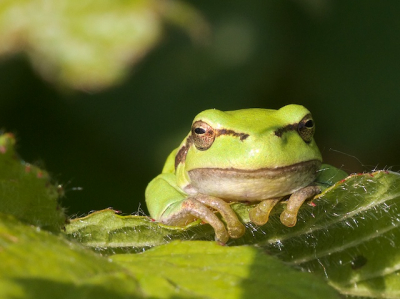 Eindelijk eens de poortjes erop. Het beestje klom langzaam achter het blad omhoog.