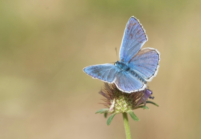 Langs een bergweggetje in de buurt van een oude kersen-  en perzikboomgaard kon ik onder andere dit adonisblauwtje fotograferen.