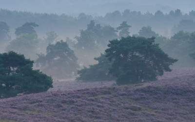 Nog voor zonsopgang werd ik getrakteerd op heerlijke sfeerbeelden, blijkbaar geven de vennen hier net genoeg vocht voor een mooie waas. Buiten de heide was er geen mist.