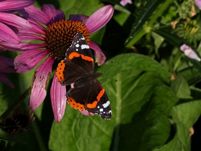 Overdag wordt er op de bloemen van de Zonnehoed gefoerageerd, in de vroege morgen is deze plant een solide basis om op te warmen.