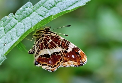 Een paar landkaartjes waren aan het rondfladderen bij de brandnetels. Een bleef onder een brandnetelblad zitten. Bij naderonderzoek bleek dat zij aan het eitjes leggen was.