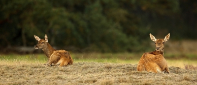 Ook op de Hoge Veluwe is het best mogelijk om een iets ander plaatje te schieten, deze twee lagen precies vergenoeg van elkaar om op de uiteinde van de foto te komen