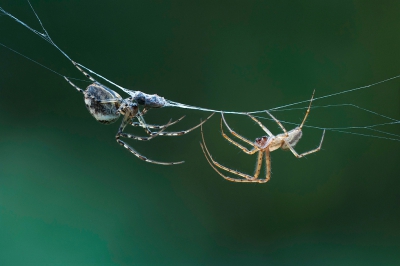 Een tweede foto van deze twee spinnen, genomen vanaf statief.