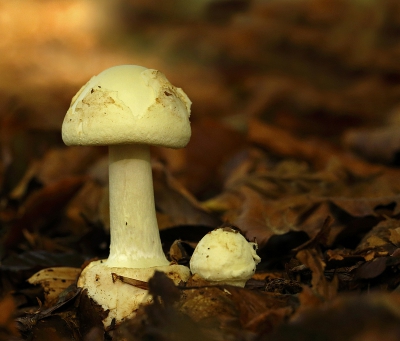 Al kruipend over de grond botste ik tegen deze paddenstoelen, plat op de grond zonder pittenzak met de hand scherp gesteld deze fotogenomen