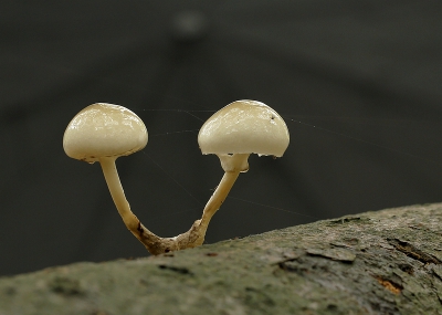 Deze twee zwammen stonden een praatje te maken, ik ben erbij gaan liggen fototoestel op de grond takjes eronder om de lens omhoog te krijgen en de paraplu erachter om een wat betere achtergrond te krijgen.Anders werd de achtergrond een rij bomen en dat vond ik niet mooi