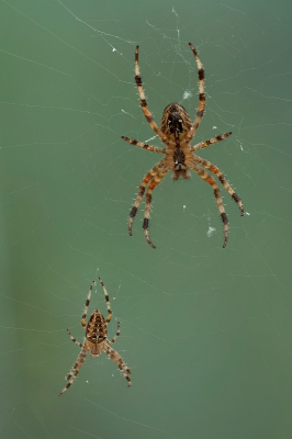 Hier een foto van beide spinnen volledig scherp. Ofschoon je in het veld met je ogen beide spinnen scherp ziet, komt dit op een foto (1 oog) niet zo goed over, door een gebrek aan diepte.