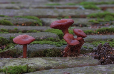 Op een afgesloten deel van het terrein achter de Grote Kerk (zuidkant) te Vianen trof ik een paar kleine paddenstoelen tussen de oude klinkers. Het hoogte exemplaar heb ik opgemeten en is exact 2,5 cm. 
Foto gemaakt vanaf platte rijstzak op de grond. 
Twee dagen later, op 6 december, waren de paddestoelen verkleurd naar licht beige/bruin, een vreemde gewaarwording. 
Weer een dag later (7 december) was de kleur weer exact als op deze foto. Vreemd die kleurwisseling! 
Iemand enig idee van de soort?