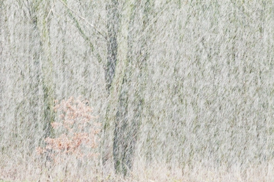 Toen ik een paar weken geleden een rondje aan het doen was met de camera in het Alblasserbos kreeg ik een kort maar krachtig sneeuwbuitje over me heen. tussen de vlokken door zag ik aan de bosrand een stuk verderop een kleine beuk staan.