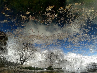 Een poel, midden in het Kurkeikenbos. Zon en schaduw, perfect voor reflectie met bomen, wolken, lucht, waterplanten en natuurlijk de wind.