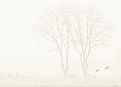 twee bomen in de mist, vond dat al mooi, maar met deze twee ganzen erbij vind ik het nog mooier.