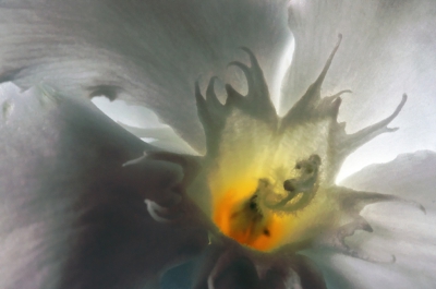 Een witte bloeiende oleander. Ik kom ze hier heel vaak tegen, maar  nooit eerder gezien hoe ze er van binnen echt uitzien. Toen ik een kijkje ging nemen in de bloem, kwam dit te voorschijn.