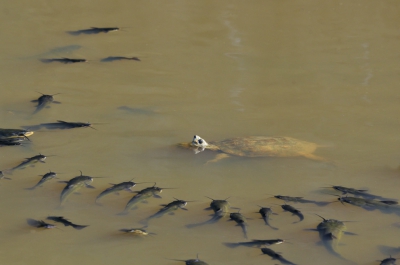 Na de zomer staan veel rivieren droog en de schaarse poelen die er dan nog overblijven worden in beslag genomen door, in dit geval, Dwergmeervallen en de Moorse beekschildpadden. Dit was een bijzondere leuke ontmoeting tussen hen.