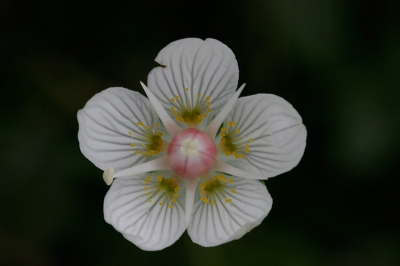 Tijdens mijn vakantie op Schier stonden enkele duinvalleien vol met Parnassia, een prachtig gezicht!
Het valt nog niet mee om er aantrekkelijke beelden van te maken. De achtergrond is snel storend. Deze foto heeft een soft focus, maar ik vind het wel passen.
Canon EOS 20D met Sigma 150/2.8. Verder zie exif.