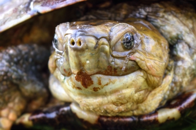 Een waterschildpad op het land die niet bang voor me was. Dat kon maar n ding betekenen. Hij is oud en ziek. Ik had hem het liefst meegenomen naar de dierenarts en naar huis, maar wat dan? Heb een aantal foto's gemaakt van hem en mezelf toen voorgenomen om na een week terug te gaan om te kijken hoe het met hem ging. En helaas... hij was dood. Hij heeft nu een mooi plekje gekregen bij ons in de tuin.