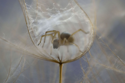 Ik was bezig met macro fotografie en ontdekte toen dit kleine spinnetje in deze uitgebloeide Paarse morgenster. Echt geen idee wat voor spin het is. 
Vandaar de titel: Paarse Morgenster!