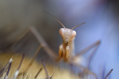 Ik vind ze echt geweldig die bidsprinkhanen. Ze zitten roerloos in de planten en zodra er een insect langskomt gaan die lange poten met weerhaken er vliegensvlug op af. Hebben ze net gegeten, dan gaan ze zich uitgebreid zitten wassen. Deze had er zin in om voor me te poseren.