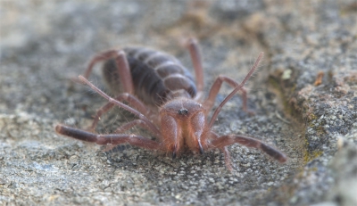 Midden in de zomer kom ik deze eigenaardige diertjes zo af en toe eens tegen. Deze zat op een muurtje in de tuin een beetje te suffen. Ze zien er nogal angstaanjagend uit door de grote kaken die ze hebben maar dit beestje was niet groter dan 2,5 cm.  dus zo eng is tie nu ook weer niet.