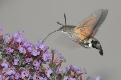 In de tuin naast ons huis hebben we een Vlinderstruik staan. In deze tijd van het jaar trekt dit heel wat insecten aan en gisteravond waren er zelfs 3 Kolibrievlinders aan het rondhangen.