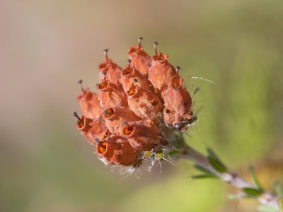 De sporen van inbraak door hommels op zoek naar nectar is goed zichtbaar in deze uitgebloeide tros.