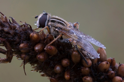 Nature picture: Helophilus trivittatus / Citroenpendelvlieg / Helophilus trivittatus