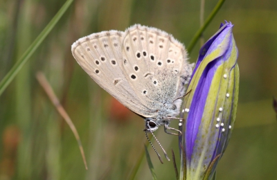 Nature picture: 2. Gentiaanblauwtje