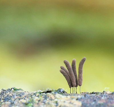 Nature picture: 1. Roestbruin Schijnpluimpje