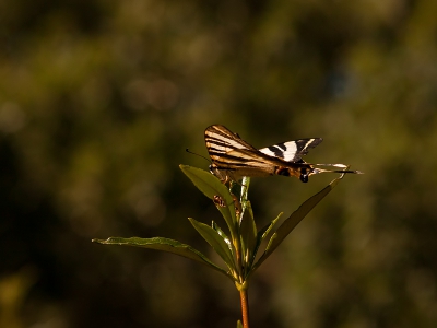 Nature picture: Iphiclides feisthamlii / Spaanse Koninspage / Southern Scarce Swallowtail