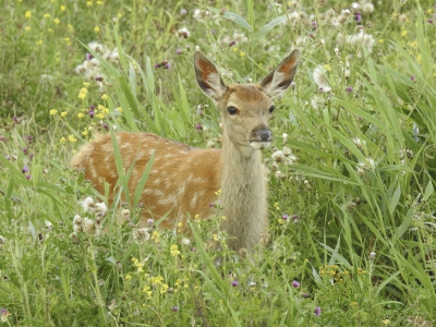 Nature picture: Capreolus capreolus / Hinde / 
