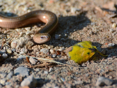 Nature picture: Anguis fragilis / Hazelworm / Slow Worm