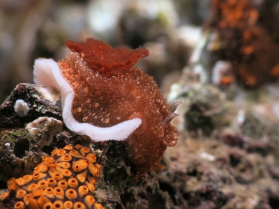 Nature picture: Goniodoris castanea / Bruine Plooislak / Goniodoris castanea