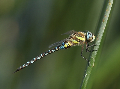 Nature picture: Aeshna mixta / Paardenbijter / Migrant Hawker