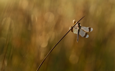 Nature picture: Sympetrum pedemontanum / Bandheidelibel / Banded Darter