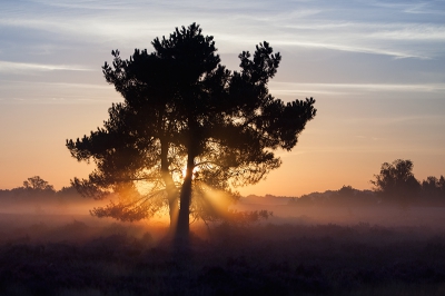 Nature picture:  / Heideveld met vliegden / Heather with pinetree